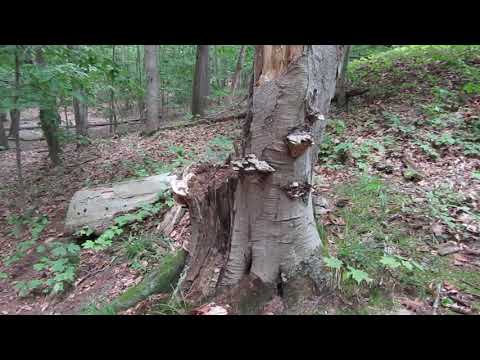 North Ottawa Dunes Hike 2019.08.26