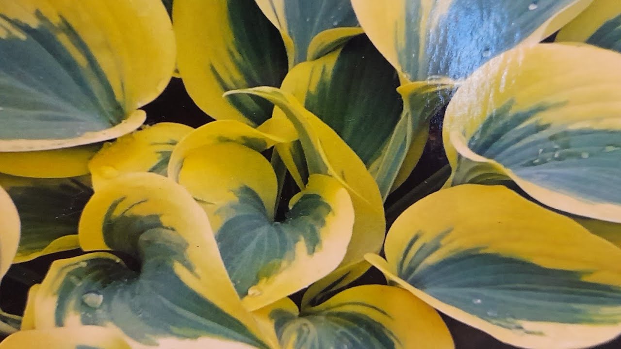 #hosta #AutumnFrost #хоста / Хоста гибридная Отэм Фрост(лат. hosta Autumn Frost). Достоинства хосты