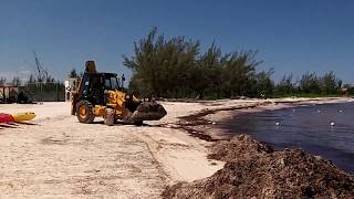 preview picture of video 'Royalton White Sands Jamaica Beach Cleaning #kiteboarding'