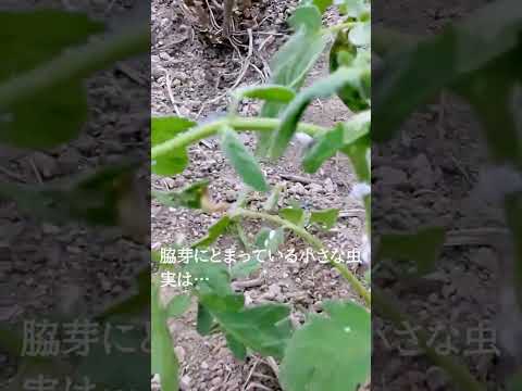 菜園にあるどの花が虫を引き寄せたり、忌避したりするのでしょうか?  庭園