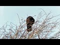 Carrion Crow (Corvus corone) - calling from a tree @ Rye Harbour
