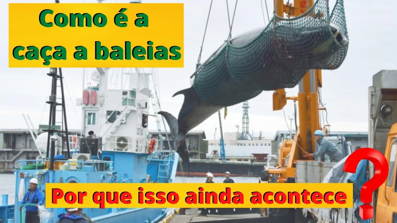 ALGUNS PAÍSES COMO O JAPÃO AINDA CAÇAM BALEIAS! MAS POR QUE? ESSA PRÁTICA HORRÍVEL É PERMITIDA?