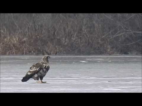 Immature Bald Eagle on frozen Muzzy Lake
