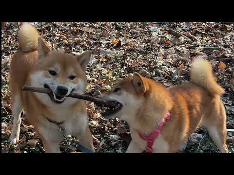 Mikasa, Noshi & Akira. March weekend walk.