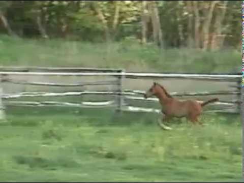 Boundless by Belissimo Gallops May 30.mpg