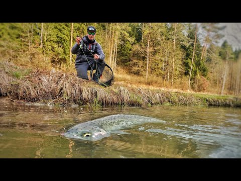 Das erste mal Forellenangeln mit dieser Methode und es knallt!!!