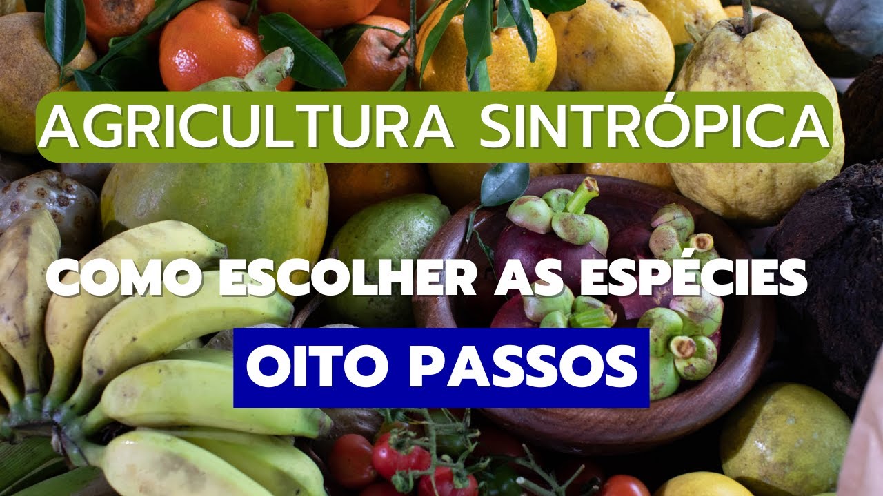 Agricultura sintrópica. Como escolher as espécies em oito passos.