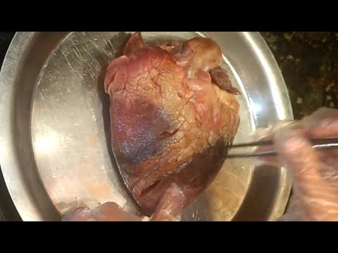Beef/cow heart dissection: step-by-step explanation👩‍🔬