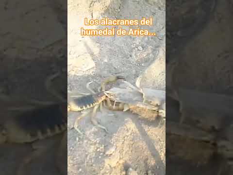 La flora y fauna del humedal del Rio Lluta en Arica y Parinacota...