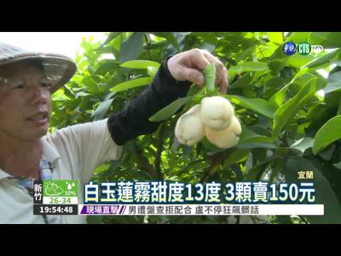 白玉蓮霧喝優酪乳 甜度13度