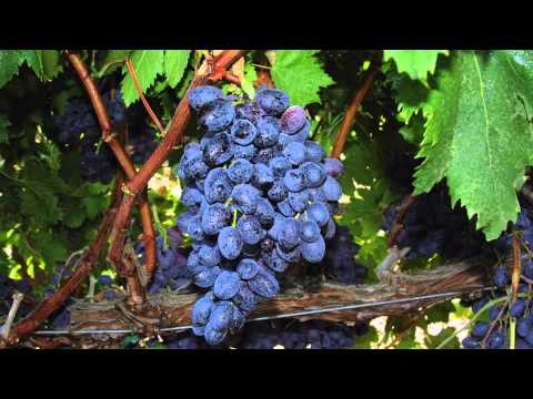 Developing Seedless Grapes