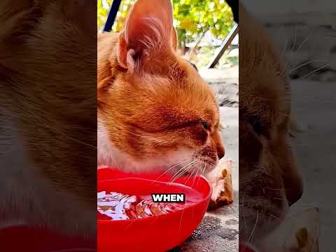 How Cats and Dogs drink Water 👅💧