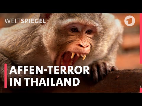 Die Affen sind los! Thailändische Stadt leidet unter Affenhorden | Weltspiegel