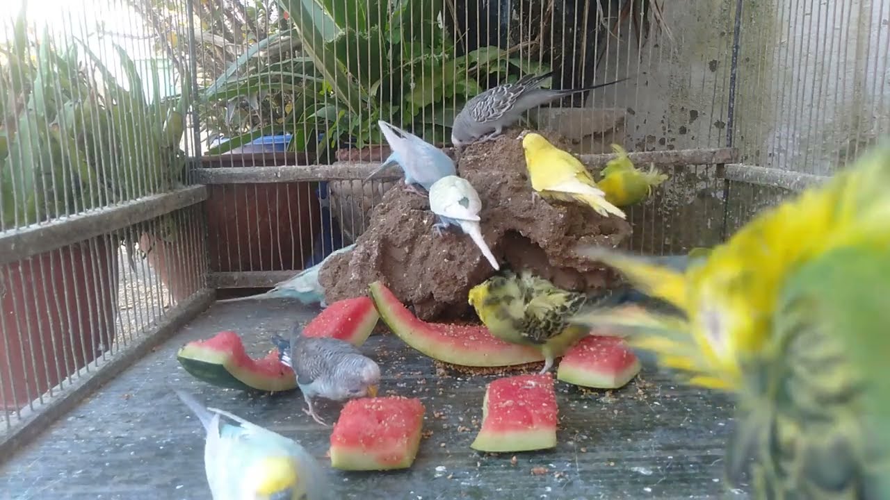 あなたのインコ、実は退屈していませんか？😢