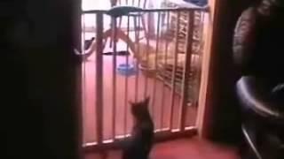 Cat tries to jump over gate