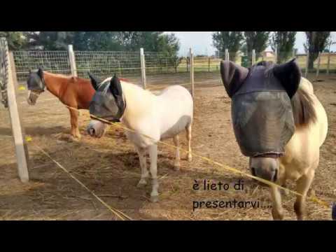 Estate 2016 Circolo ippico del reno