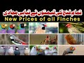All Finches Price In Pakistan Finch Bird Price Java Sparrow Gouldian Finch Finch Price 2025