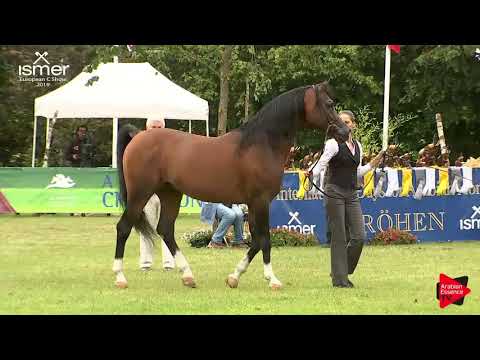 N.161 BS Mashallah - Strohen 2019 C European - 10+ year old Stallions (Class 14)