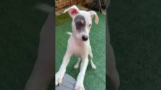 Video preview image #1 American Pit Bull Terrier-Unknown Mix Puppy For Sale in Germantown, OH, USA