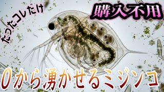 【たったコレだけ】購入不用の節約術！0から湧かせるミジンコ