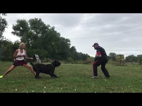 slim girl keep the balance in the rain with giant cane corso during defense work