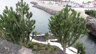 Puerto del Carmen - Lanzarote - 2015
