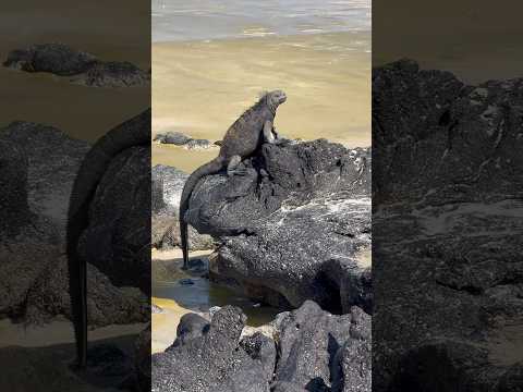 Beach Day at El Garrapatero at Santa Cruz Galapagos Islands