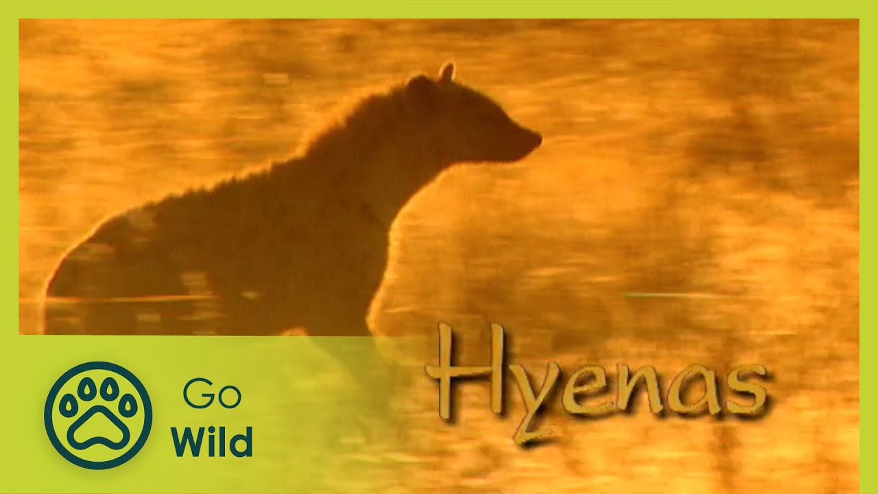 Hyenas - The Whole Story 7/13 - Go Wild