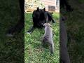Alright We Re Dogs Shorts Short Viral Tiktok Canecorso Dog Trending 001