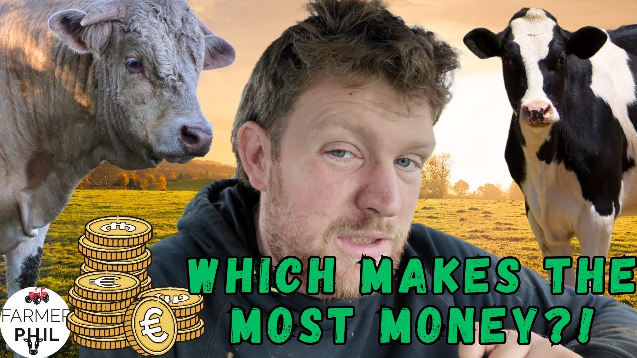 CAN THE CHAROLAIS OUT PERFORM THE HOLSTEIN?! THIS YEARS BEEF TRADE