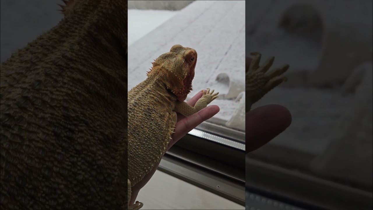 雪降ったらこうなる #爬虫類 #フトアゴヒゲトカゲ