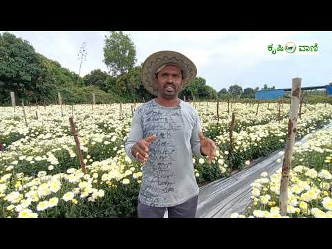 ಭಾಗ್ಯ ಶ್ರೀ ವೈಟ್  ಸೇವಂತಿಗೆ ಹೂವು ಬೆಳೆದು ಉತ್ತಮ ಆದಾಯ ಪಡೆದ ನಾಗೇಶ್  | Bhagyashree White | Chrysanthemum |
