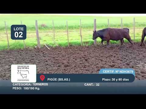 Lote Machos - Pigüe Bs As