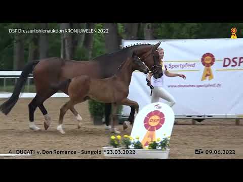 KN 4: Hengstfohlen v. Don Romance/Sungold