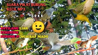 Download lagu suara pikat burung kecil mp3 Burung penghisap madu-perenjak-kutilang 100%zonk mp3
