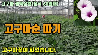 고구마순이 제일 맛있는시기 고구마순을 따서 고구마순김치를 만들려고합니다  고구마 꽃 구경하세요