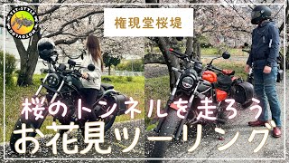 【モトブログ】🌸桜の名所"権現堂桜堤"へ朝ツーリング☀️