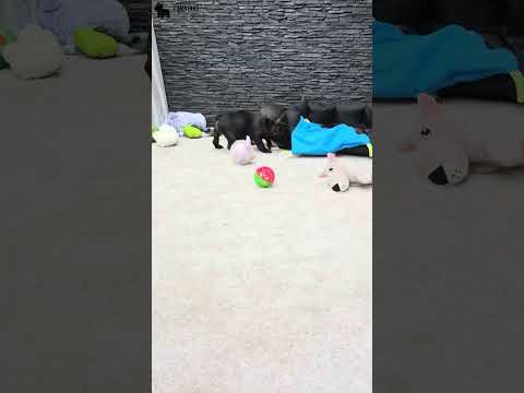 Video 4
