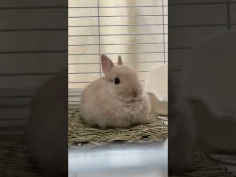 bunny loaf transformation