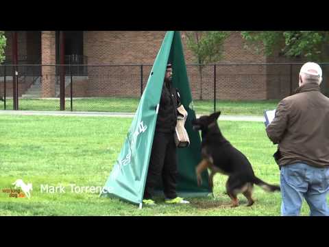 WUSV Helfersichtung, WUSV Helper selection 2013 Philadelphia