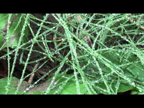 Odra Starà Bela Narodni Prirodnì Rezervace