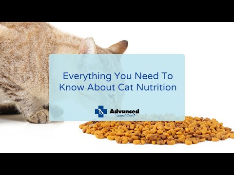 Everything You Need To Know About Cat Nutrition