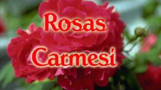 preview picture of video 'Rosas Carmesi'