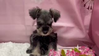 ミニチュアシュナウザーの動画01