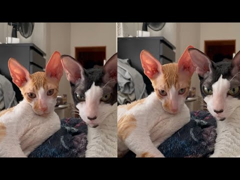 HEART FILLED CORNISH REX MOMENTS