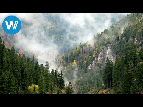 Europas Urwälder - Ein Schatz der Natur (360° - GEO Reportage)