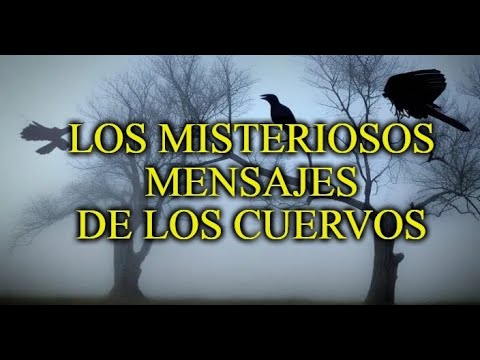 Significados espirituales y los mensajes misteriosos de los cuervos