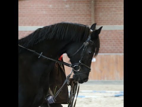 Oldenburger Hengst von Don Nobless/Fürst Heinrich/De Niro