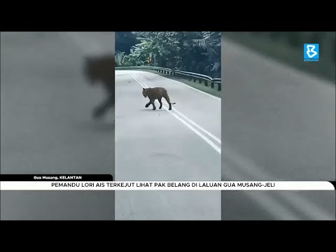 Pemandu lori ais terkejut lihat pak belang di laluan Gua Musang-Jeli