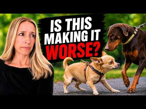 How to Socialize an Anxious or Reactive Dog